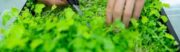 horticulrurist cutting plant